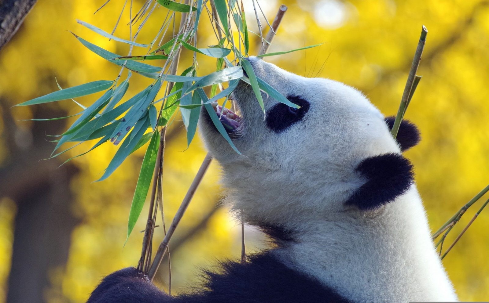 Panda wielka jest niedźwiedziem, a woli bambus &#8211; dlaczego? /Fot. Pixabay
